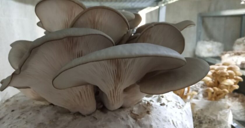 Impulsan la producción comercial de hongos comestibles en Tierra del Fuego