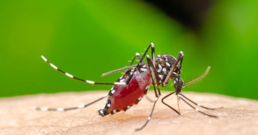 Alerta, dengue: ya son por lo menos cuatro los distritos con casos autóctonos