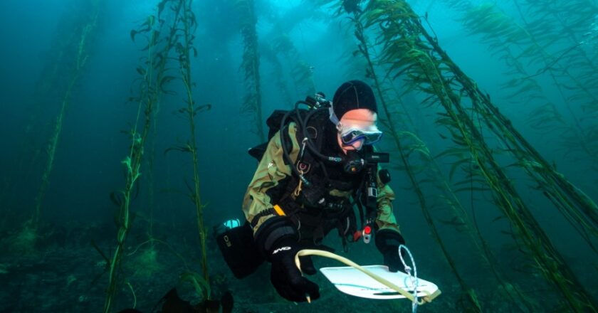 Los bosques sumergidos de Tierra del Fuego en la tapa de National Geographic