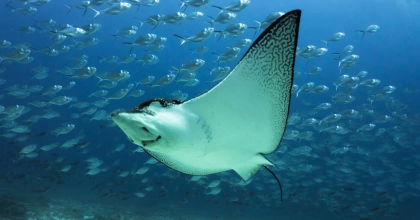 Primer pacto transnacional para proteger la biodiversidad en el océano