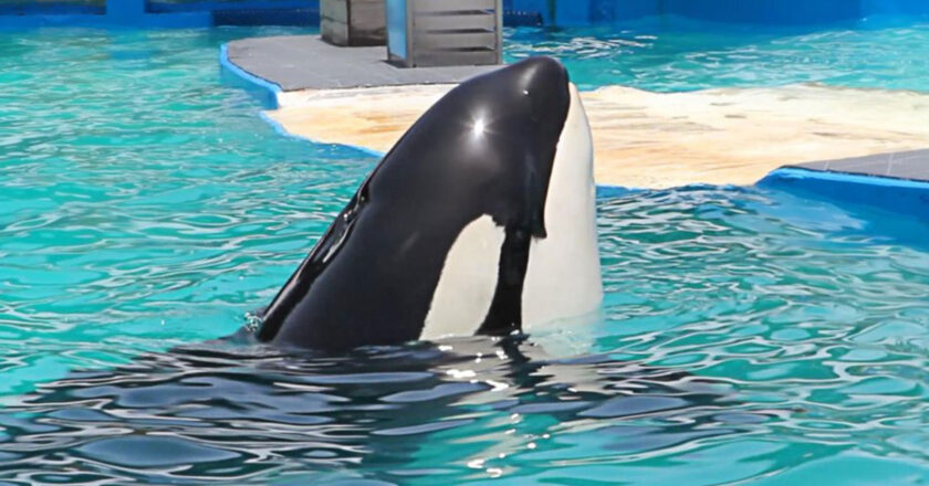 Acuario de Miami devolverá a la orca Lolita a su hábitat natural