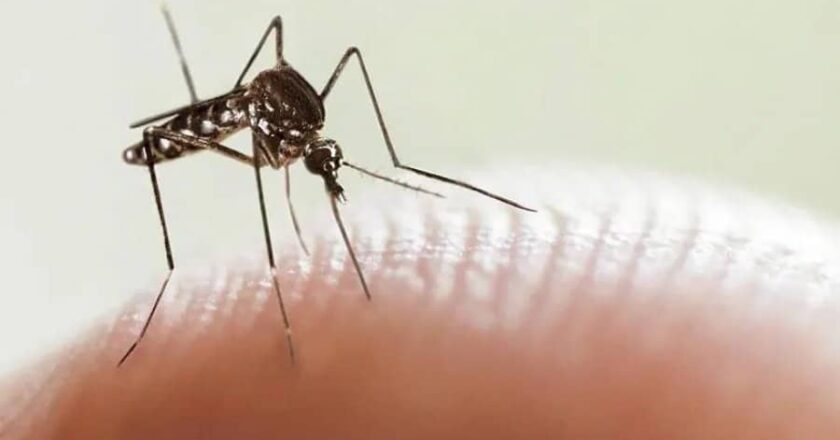 Registran 7 casos de Dengue en la provincia, pero contraído en el norte