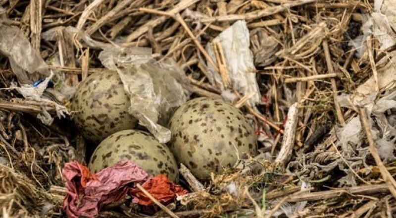Encuentran plásticos en nidos de aves marinas