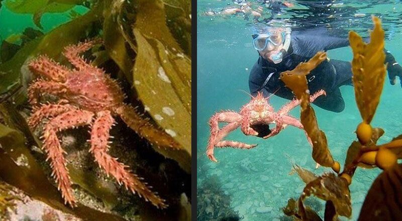 Insisten en la importancia de proteger los bosques submarinos