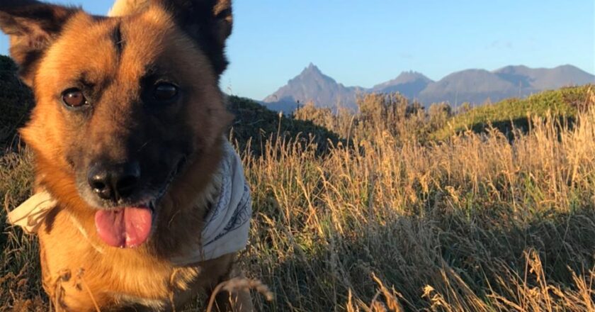 Hoy es el Día Mundial del Perro