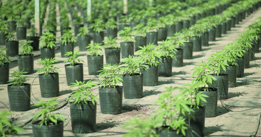 10 proyectos de cannabis contarán con financiamiento