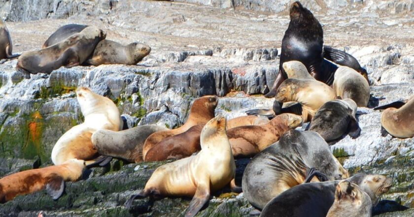 Senasa confirmó influenza aviar en lobos marinos varados