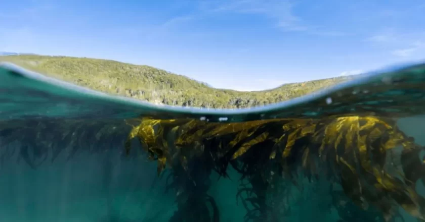 Buscan declarar como patrimonio natural al alga parda