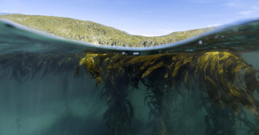 Bosques de macroalgas y la necesidad de “generar políticas públicas para protegerlas”