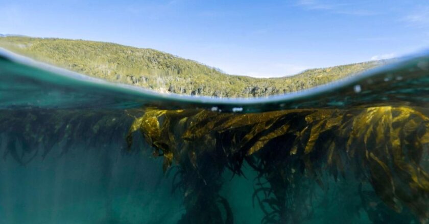 Parques Nacionales declaró de interés la conservación de los bosques de macroalgas