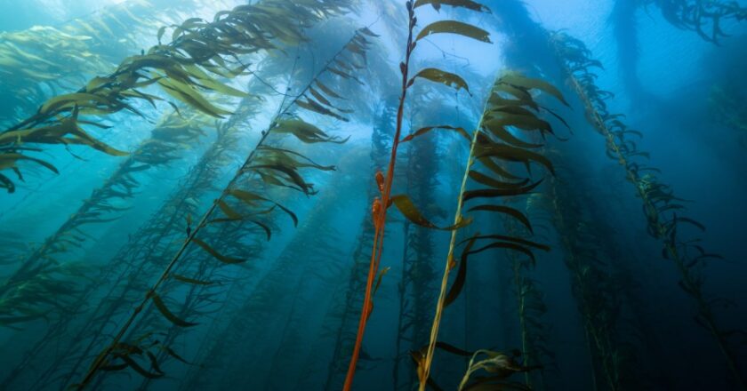 Los bosques de macroalgas fueron declarados de ‘interés federal ambiental’ por el COFEMA
