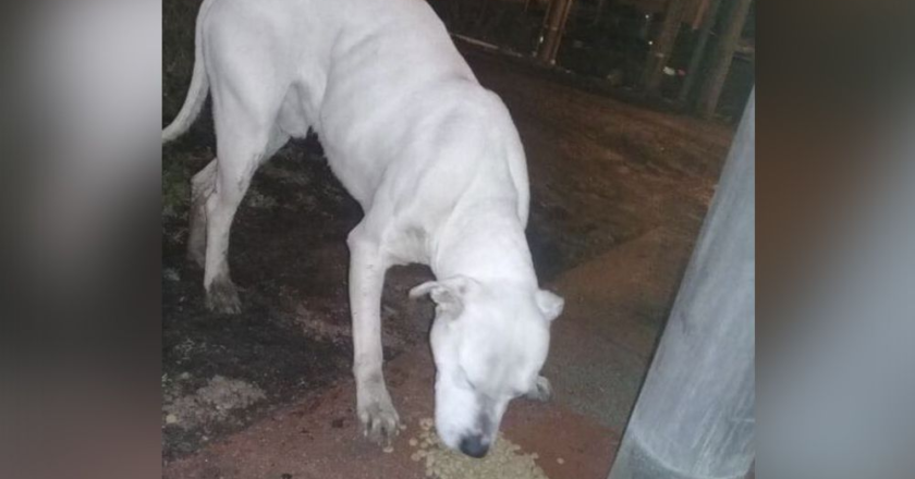 Increíbles detalles del caso de los dos perros rescatados