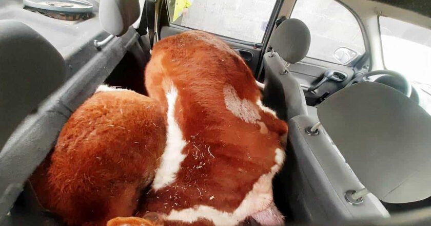 Policías encontraron restos de dos vacunos en el interior de un vehículo