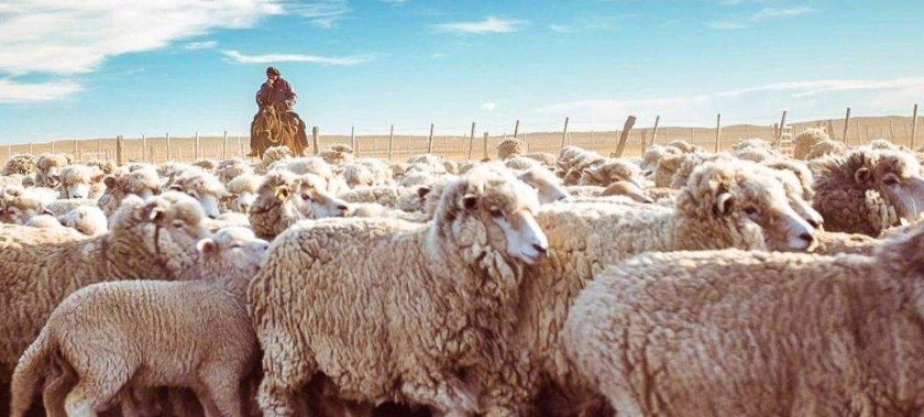 Buscan crear valor agregado a la producción bovina y ovina