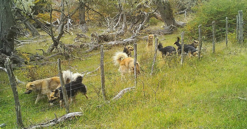 Advierten que la problemática de perros asilvestrados es crítica