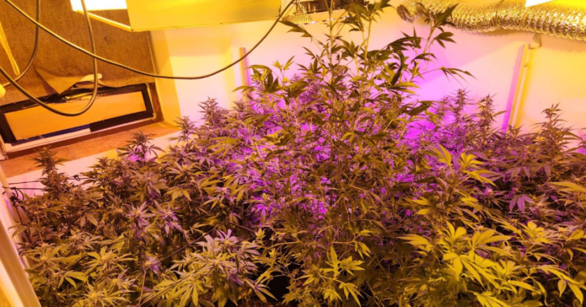 Secuestran 90 plantas de marihuana en dos allanamientos