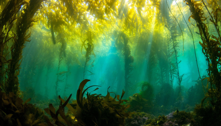 Científicos se unen en un pedido internacional por la conservación de los bosques de macroalgas