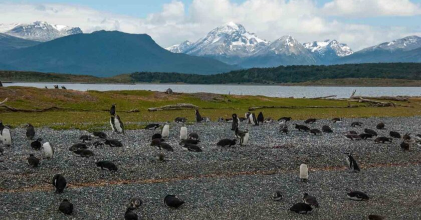 Alerta ambiental. Los Peligros del Régimen de Incentivo para las Grandes Inversiones para Tierra del Fuego (Por Guillermo Worman).