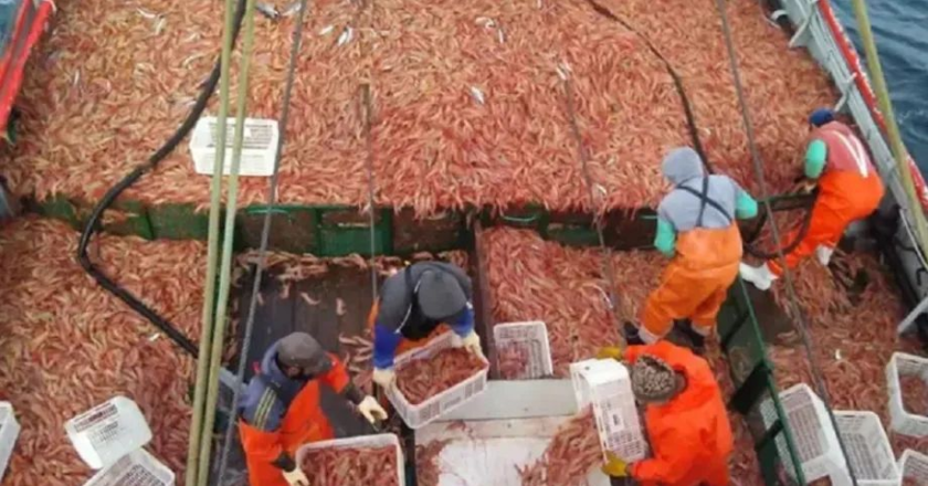 Tierra del Fuego se opuso a decisión del Consejo Federal Pesquero