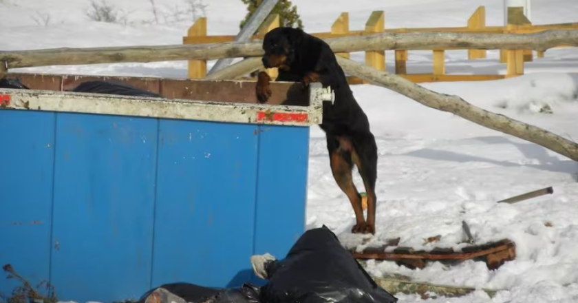 49 mil perros en situación de calle en la provincia
