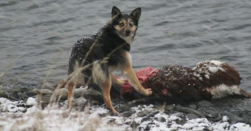 A uno de los peores inviernos, se suma el problema de los perros asilvestrados