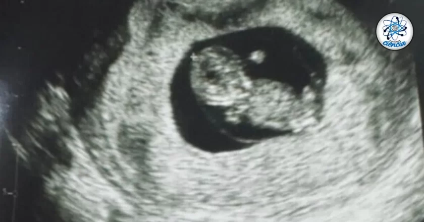 Nace el primer bebé FERTILO: madura los óvulos fuera del cuerpo