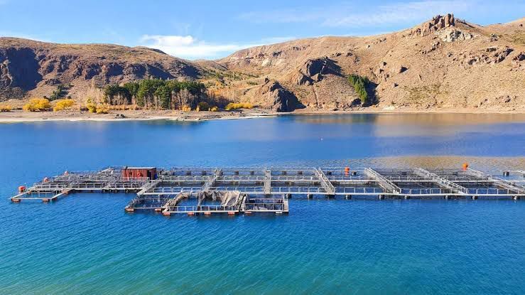 El avance de la acuicultura en la Patagonia: una experiencia productiva en Piedra del Águila